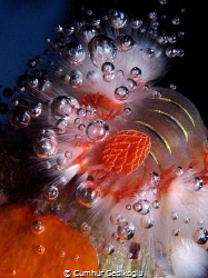 Hermodice carunculata
Bubble Catcher fire worm by Cumhur Gedikoglu 